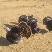 بوقلمون نر محلی ۲ساله|حیوانات مزرعه|دیواندره, |دیوار