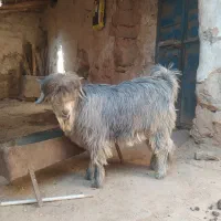 بیگ|حیوانات مزرعه|ایذه, |دیوار