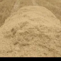 کاه گندم و لوبیا دارم