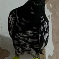 چند عدد گم کردم