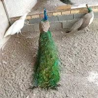 طاووس های جوجه و بالغ