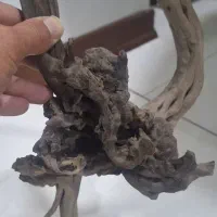 چوب اکواریوم|ماهی|تهران, تهرانسر شرقی|دیوار