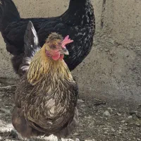 ۴تا مرغ درشت و تخمگذار و جوان