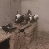 کبوتر مغلف پرشی