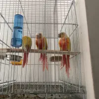 جفت ردچیک جوانه