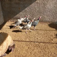 فروش‌شیش‌عدد‌بوقلمون‌