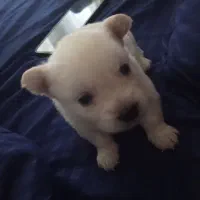 سگ پامر اشپیتز