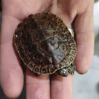 ماهی پمپ هوا آنجل|ماهی|گلبهار, شهر جدید گلبهار|دیوار