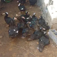اردک‌اسرائیلی