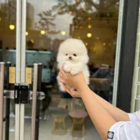 توله پومر خرسی پامر سفید اصیل