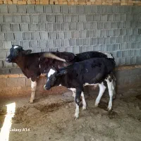 گوساله نر