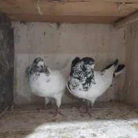 فروش کبوتر های جفت درجه یک با پریدن ۵ تا ۶ساعت نیم