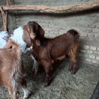 بزغاله ماده نژاد دار|حیوانات مزرعه|هامون, |دیوار