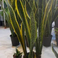 سانسوریا پا بلند شمشیری ابلق پُرغلاف سطل 4|گل و گیاه طبیعی|قم, نیروگاه|دیوار