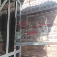 تعدادی قفس سهره