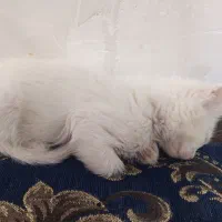 واگذاری گربه|گربه|فولادشهر, A2|دیوار