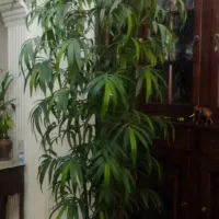 درختچه مصنوعی
