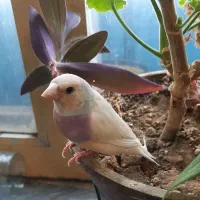 فنج گلدین|پرنده|اردبیل, |دیوار