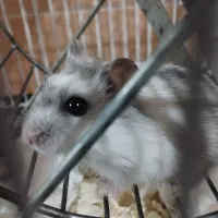 همستر وینتر وایت|موش و خرگوش|تهران, افسریه شمالی|دیوار