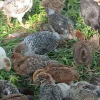 جوجه گلپایگانی ۳۰روزه