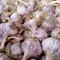 سیر ارگانیک