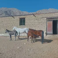 هفت راس اسب|اسب و تجهیزات اسبسواری|سمنان, |دیوار