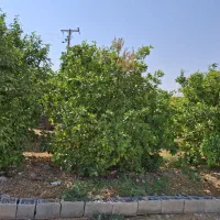 ،زمین یا باغچه هزار متر ،دو باغ،روستایی شیخی