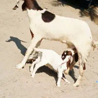 گیسه بز پتیری دوقلو زا با دوکهره نر کنارش