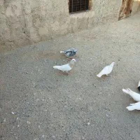 طوقی|پرنده|سبزوار, قصبه غربی|دیوار