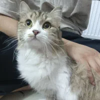 واگذاری گربه نژاد داری میکس