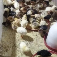 جوجه گلپایگان 7روزه