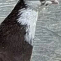 کبوتر شازده سرخ پاپر ماده گمشده