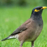 فروش مرغ مینا