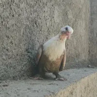 جوجه کله سفید ( کلاغ کربلایی)