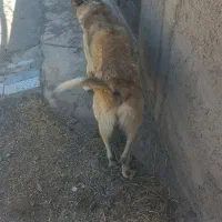 این سک گمشده دیروزهم آگهی شده بود