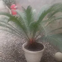 سیکاس ۱۰ ساله