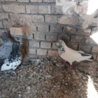 کبوتر سرحال و مولد|پرنده|اهواز, شهرک اکباتان|دیوار