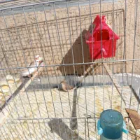 فنچ های زیبا با قفس|پرنده|سقز, |دیوار