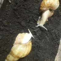 8 باکس حلزون و حلزون|لوازم جانبی حیوانات|قائم‌شهر, |دیوار