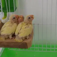 فروش طوطی برزیلی مولد واقعی با قفس و تمام وسایلاش
