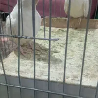 جفت مولد آلبینو