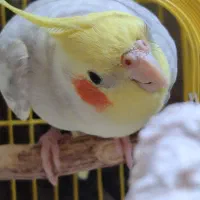 فروش عروس هلندی|پرنده|لاهیجان, رجایی|دیوار