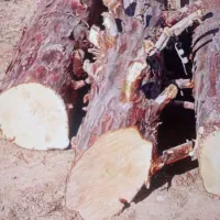 برش وهرس درخت