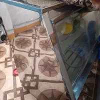 یخجال مغازه