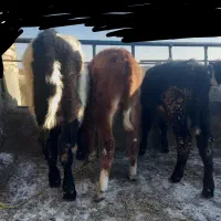 سیمینتال آنگوس هلشتاین ۳تاش برای فروش