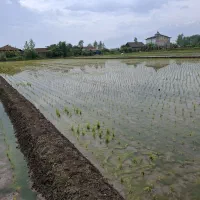 فروش زمین کشاورزی (شالیزار) ۲۵۴۳ مترمربع