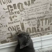 بچه گربه بریتیش