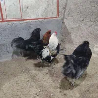 خروس آراکانا و لاکندزی مخصوص نسل کشی