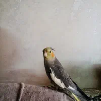 ماده سینامون گم شده در محله هفتون