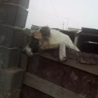 سگ ماده ترکمن